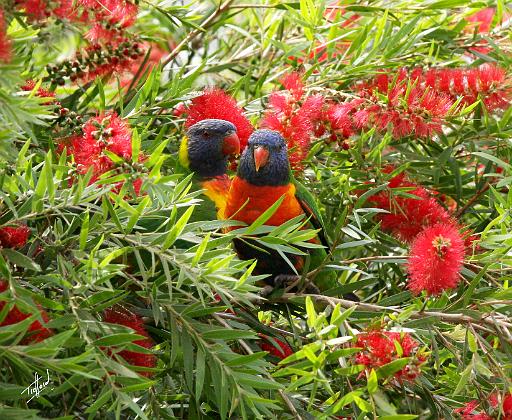 Rainbow Lorikeet 9Y682D-002.JPG